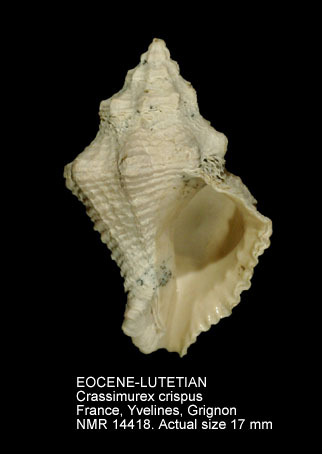 EOCENE-LUTETIAN Crassimurex crispus.jpg - EOCENE-LUTETIANCrassimurex crispus(Lamarck,1803)